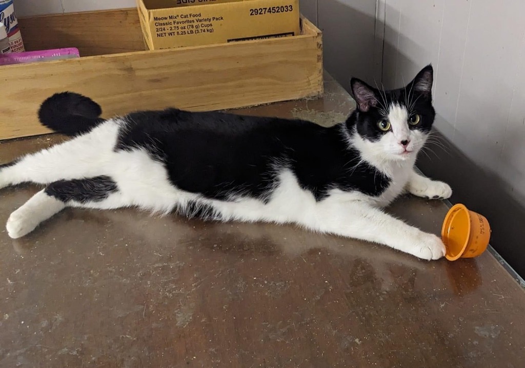 Junior Mint, an adoptable Domestic Short Hair in Portland, IN, 47371 | Photo Image 1