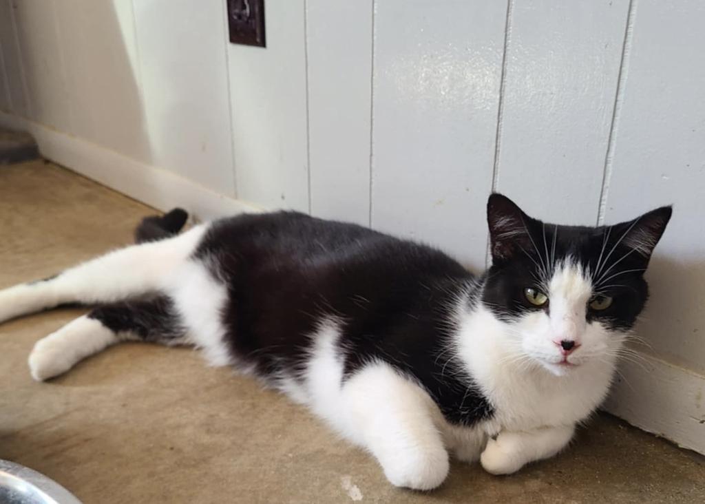 Junior Mint, an adoptable Domestic Short Hair in Portland, IN, 47371 | Photo Image 1