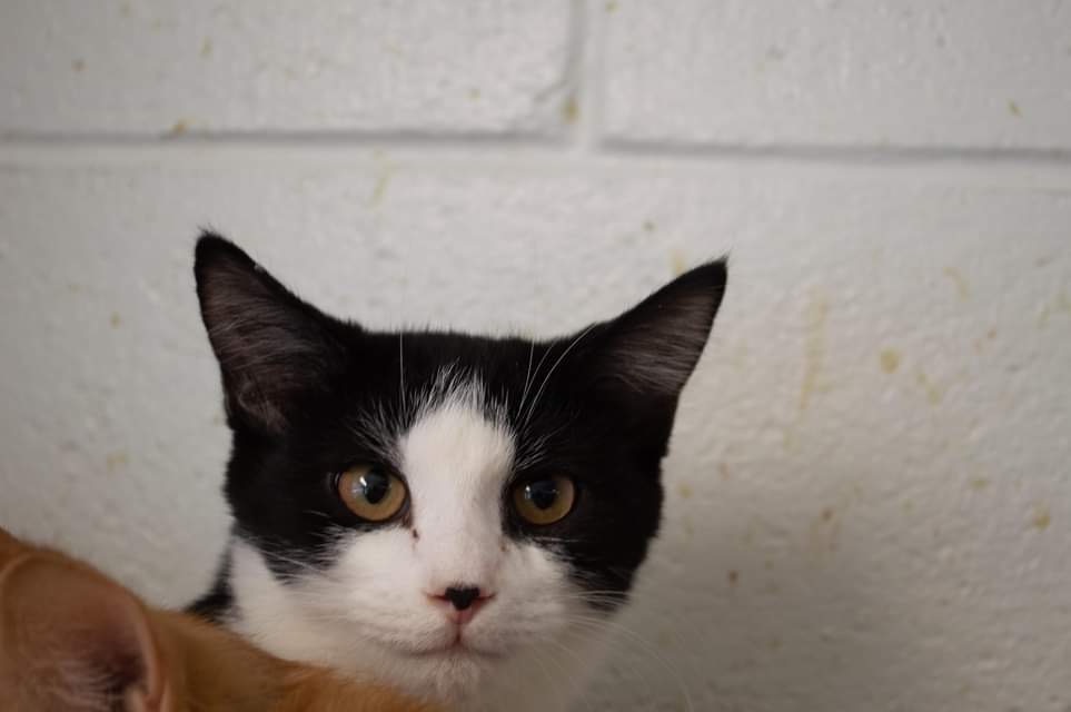 Junior Mint, an adoptable Domestic Short Hair in Portland, IN, 47371 | Photo Image 2