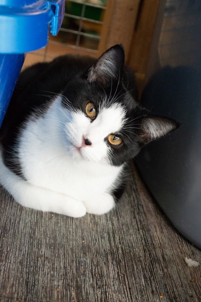 Junior Mint, an adoptable Domestic Short Hair in Portland, IN, 47371 | Photo Image 2