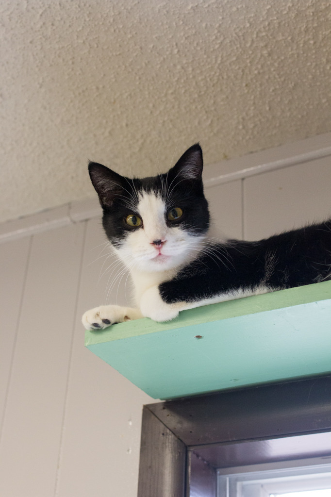 Junior Mint, an adoptable Domestic Short Hair in Portland, IN, 47371 | Photo Image 3