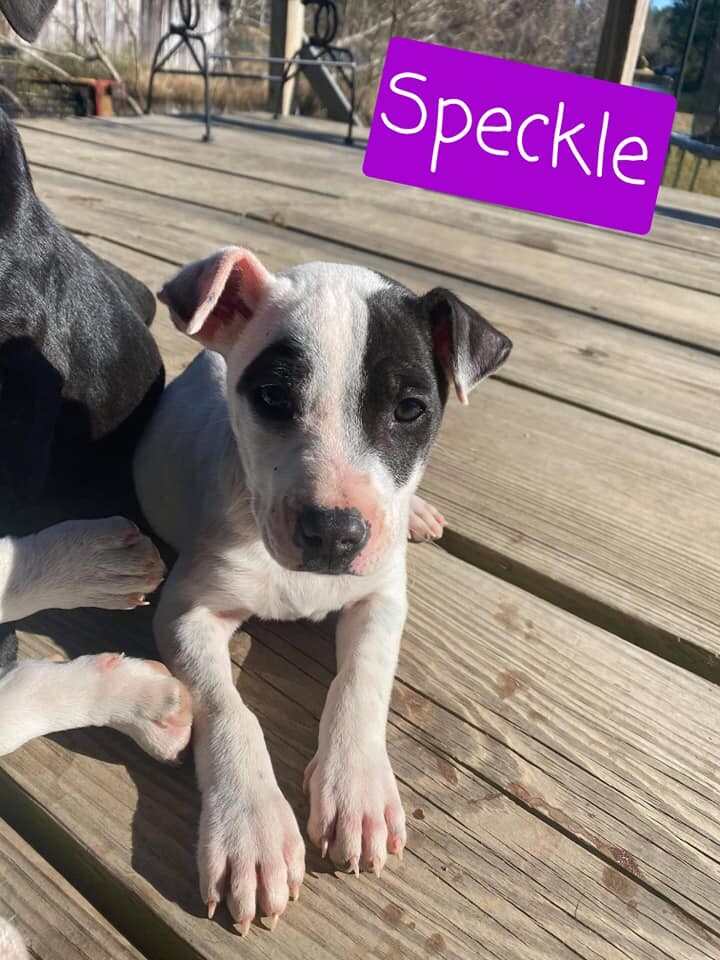 Speckle 1