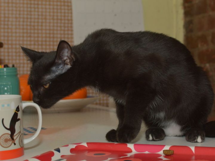 Shadow, an adopted American Shorthair Mix in Brooklyn, NY_image-3