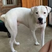 Zeke in New Hampshire, an adoptable American Bulldog, Boxer in East Hampstead, NH, 03826 | Photo Image 2