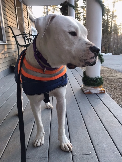 Zeke in New Hampshire, an adoptable American Bulldog, Boxer in East Hampstead, NH, 03826 | Photo Image 4