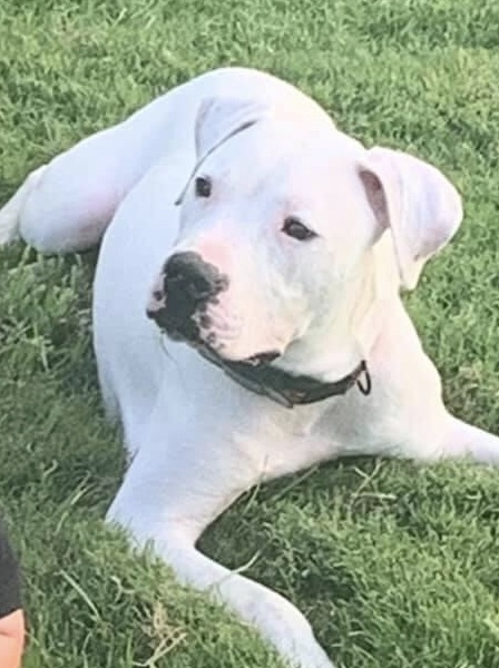 Zeke in New Hampshire, an adoptable American Bulldog, Boxer in East Hampstead, NH, 03826 | Photo Image 6