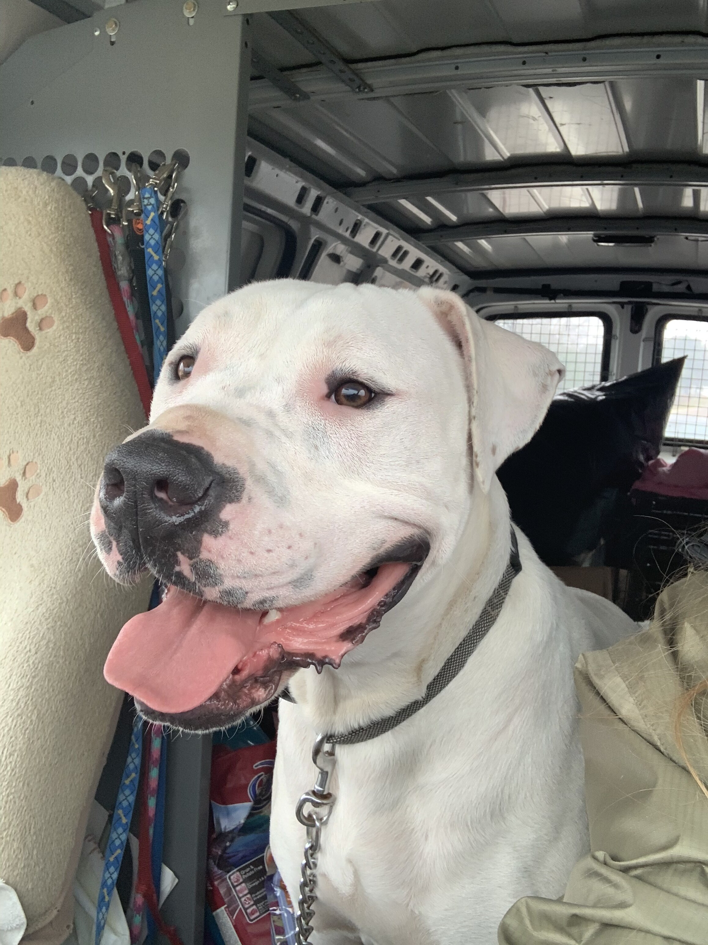 Zeke in New Hampshire, an adoptable American Bulldog, Boxer in East Hampstead, NH, 03826 | Photo Image 8