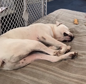 Zeke in New Hampshire, an adoptable American Bulldog, Boxer in East Hampstead, NH, 03826 | Photo Image 10