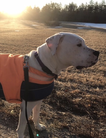 Zeke in New Hampshire, an adoptable American Bulldog, Boxer in East Hampstead, NH, 03826 | Photo Image 11