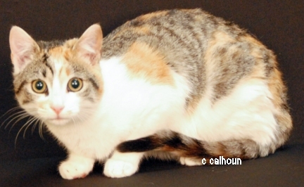 Nadia, an adoptable Domestic Short Hair in Newland, NC, 28657 | Photo Image 2