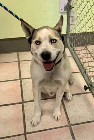 Dog for adoption - JC, a Husky Mix in Newburgh, IN | Petfinder