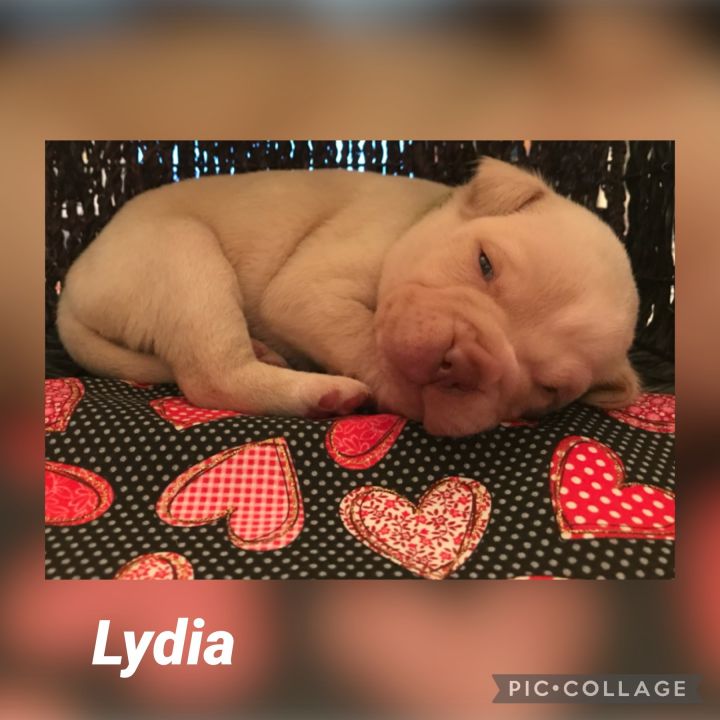 Lydia 2