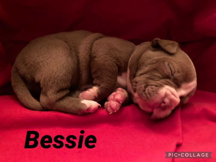 Bessie 3