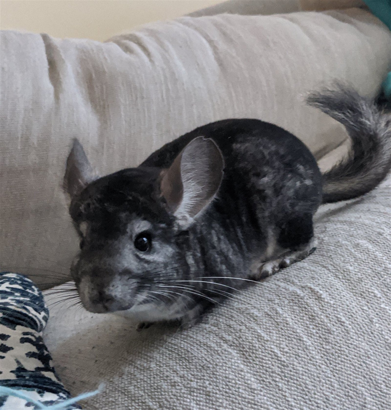 Chinchilla For Adoption - Merlin A Chinchilla In Pensacola Fl Petfinder