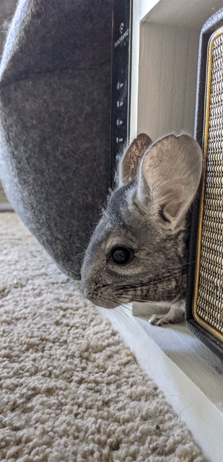 Chinchilla For Adoption Merlin A Chinchilla In Pensacola Fl Petfinder