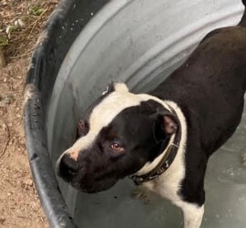 Freedom, an adoptable Pit Bull Terrier in Quinter, KS, 67752 | Photo Image 3