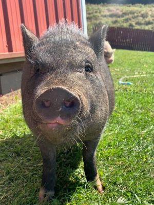 Piggy Smalls, Young Male unknown