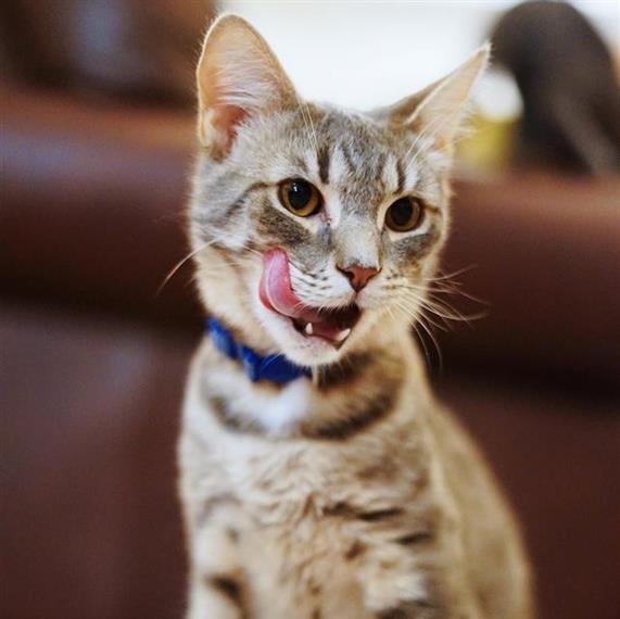 Aladdin, an adoptable Domestic Short Hair in Huntington, NY, 11743 | Photo Image 1