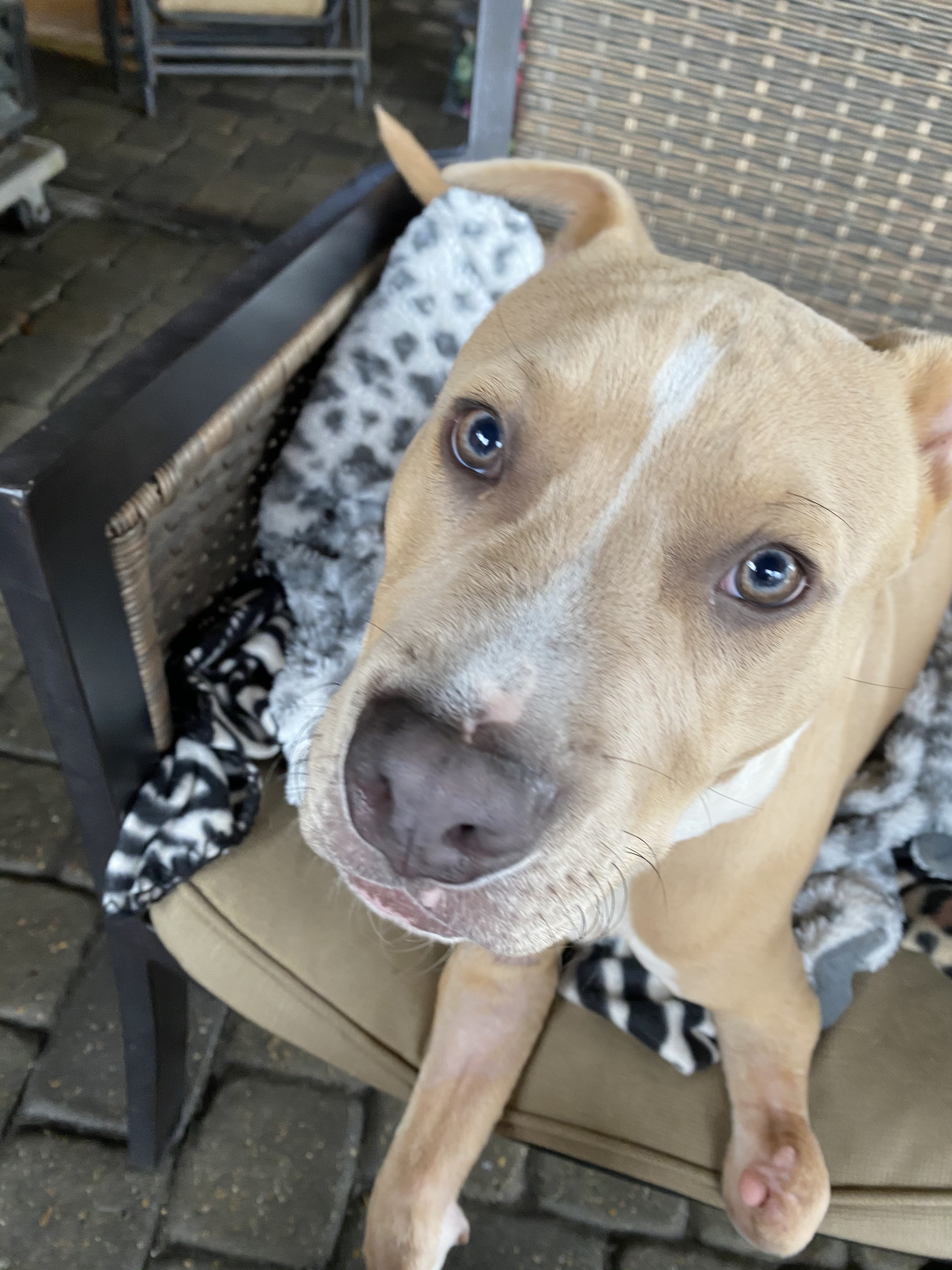 Punkin, an adoptable Pit Bull Terrier in New Orleans, LA, 70124 | Photo Image 4