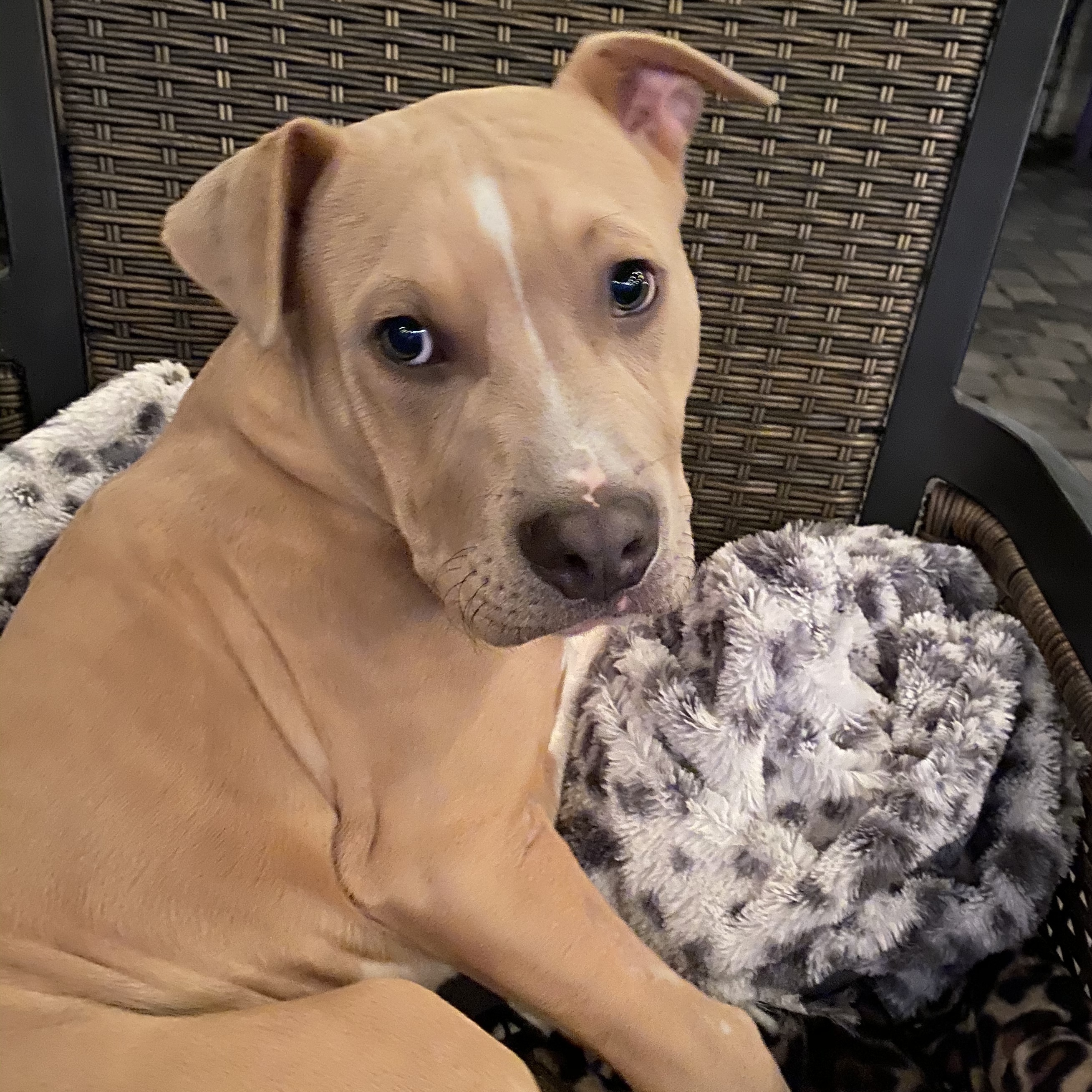 Punkin, an adoptable Pit Bull Terrier in New Orleans, LA, 70124 | Photo Image 5