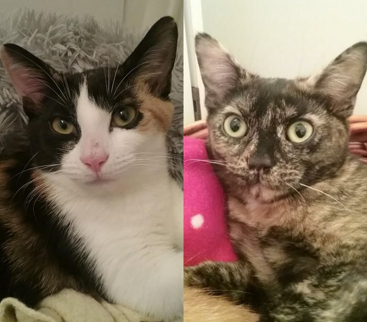 Moonie and Tippy, an adopted Calico & Tortoiseshell Mix in Flushing, NY_image-1
