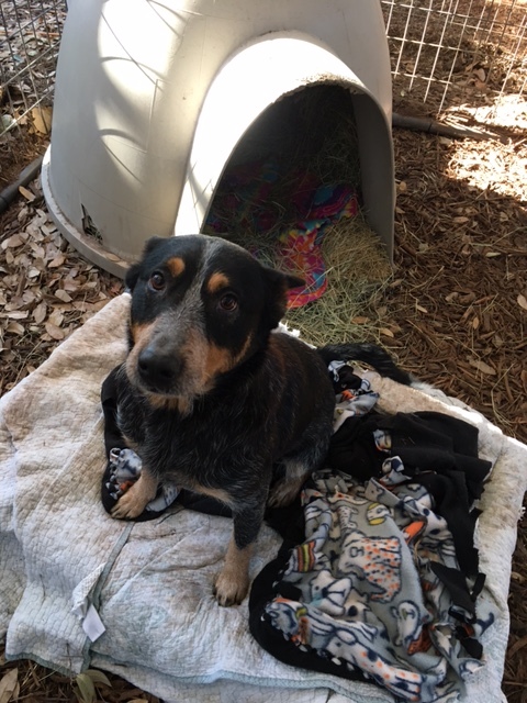 Maxine, an adopted Australian Cattle Dog / Blue Heeler in Fair Oaks Ranch, TX_image-2