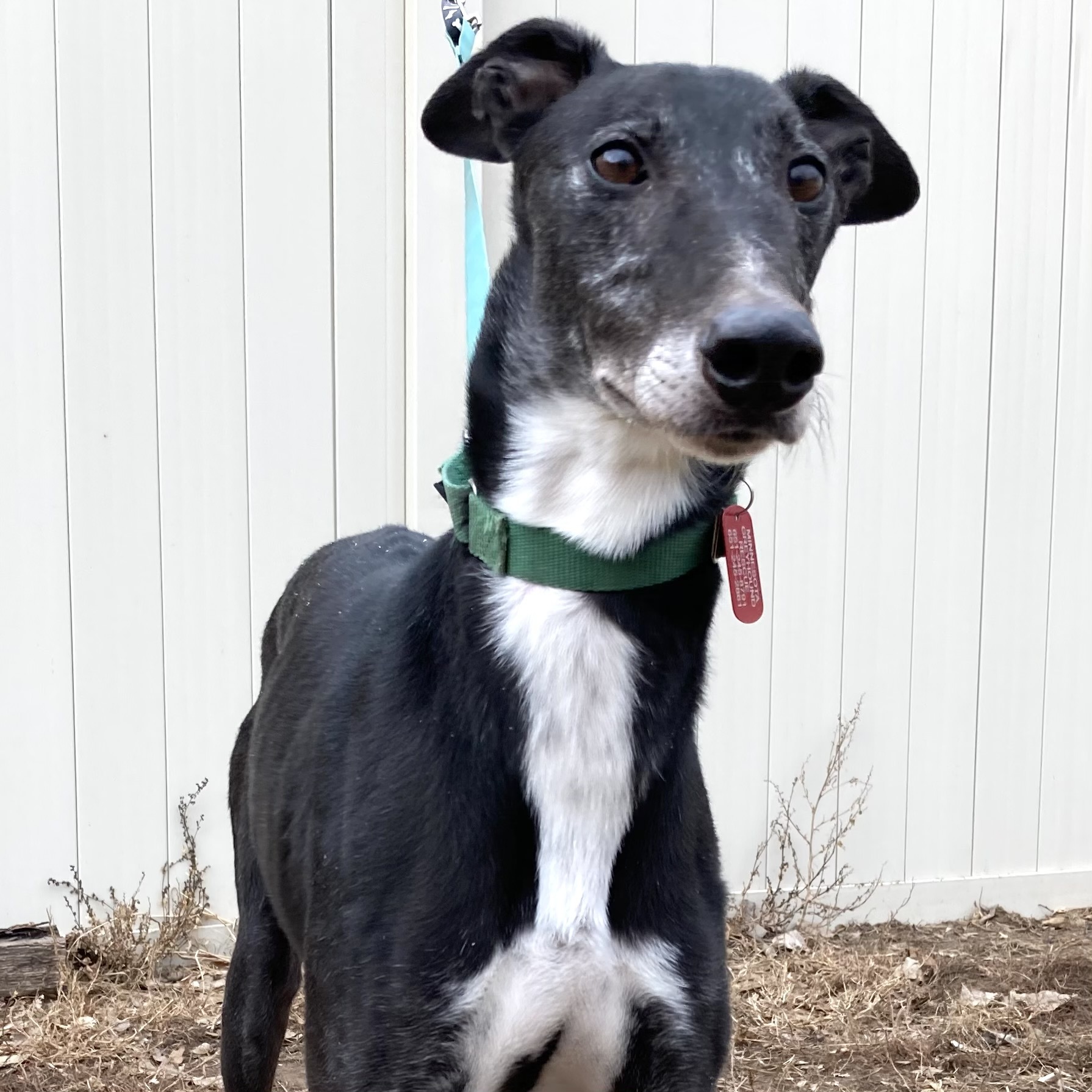 Shadowhawk, an adoptable Greyhound in Inver Grove Heights, MN, 55076 | Photo Image 2
