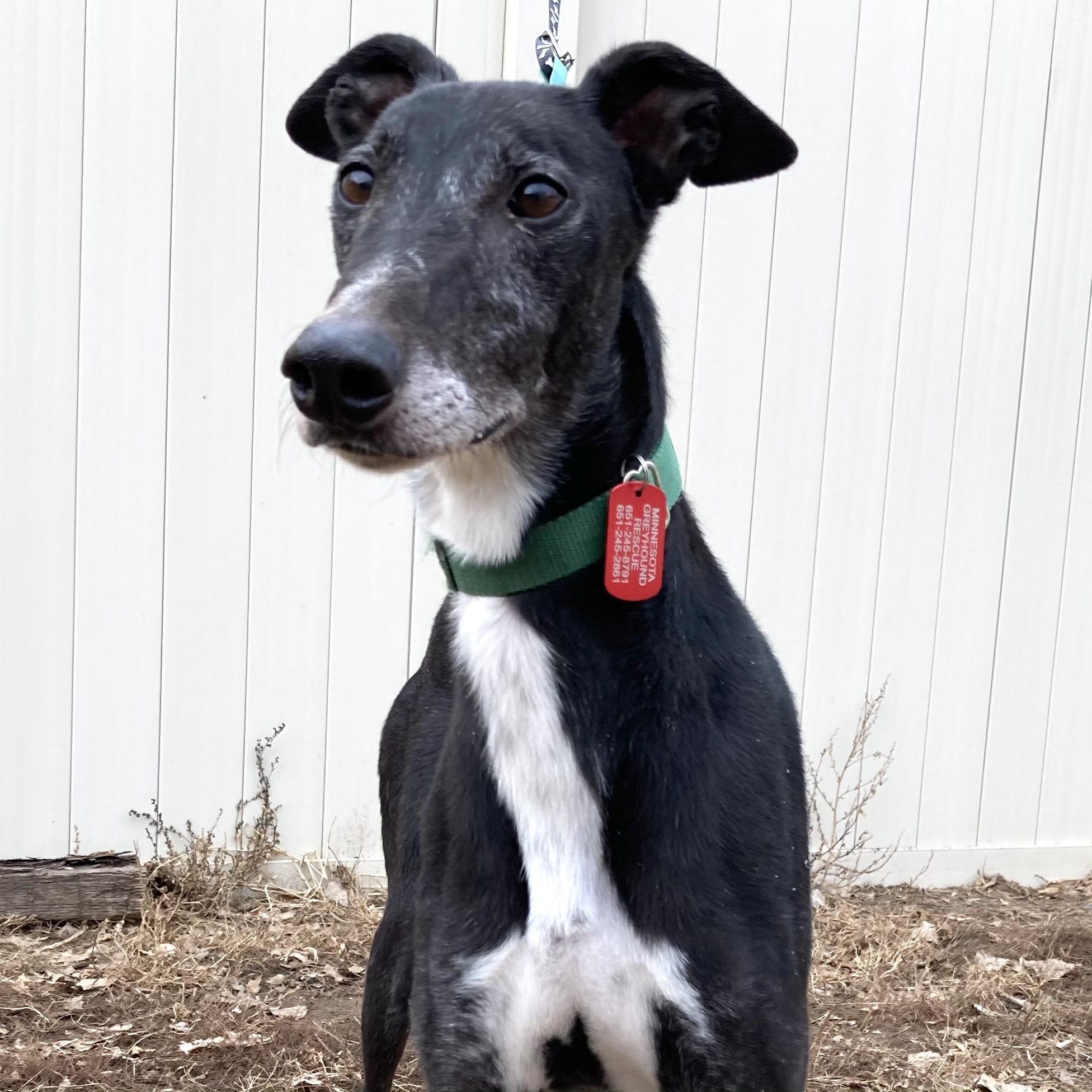 Shadowhawk, an adoptable Greyhound in Inver Grove Heights, MN, 55076 | Photo Image 3