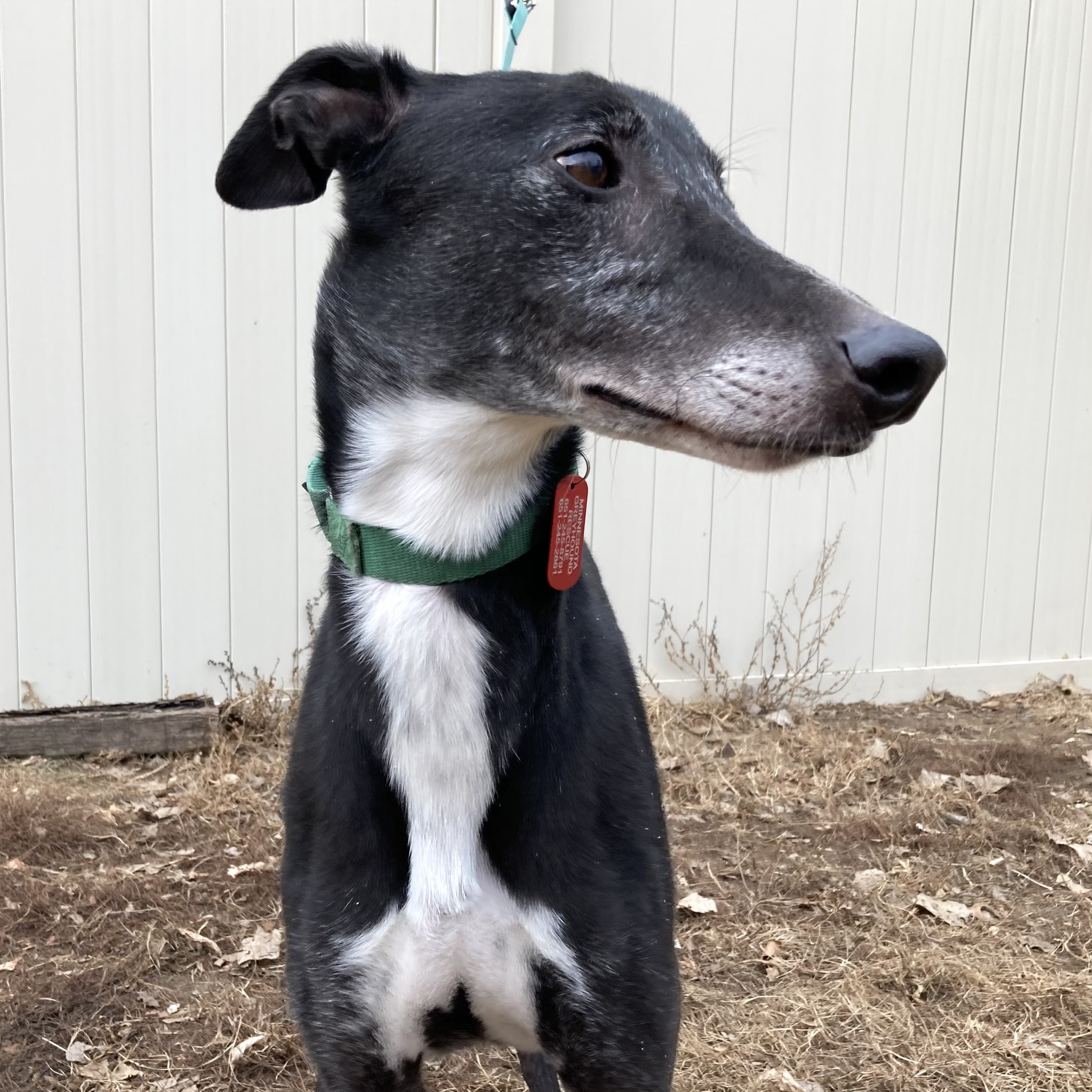 Shadowhawk, an adoptable Greyhound in Inver Grove Heights, MN, 55076 | Photo Image 1