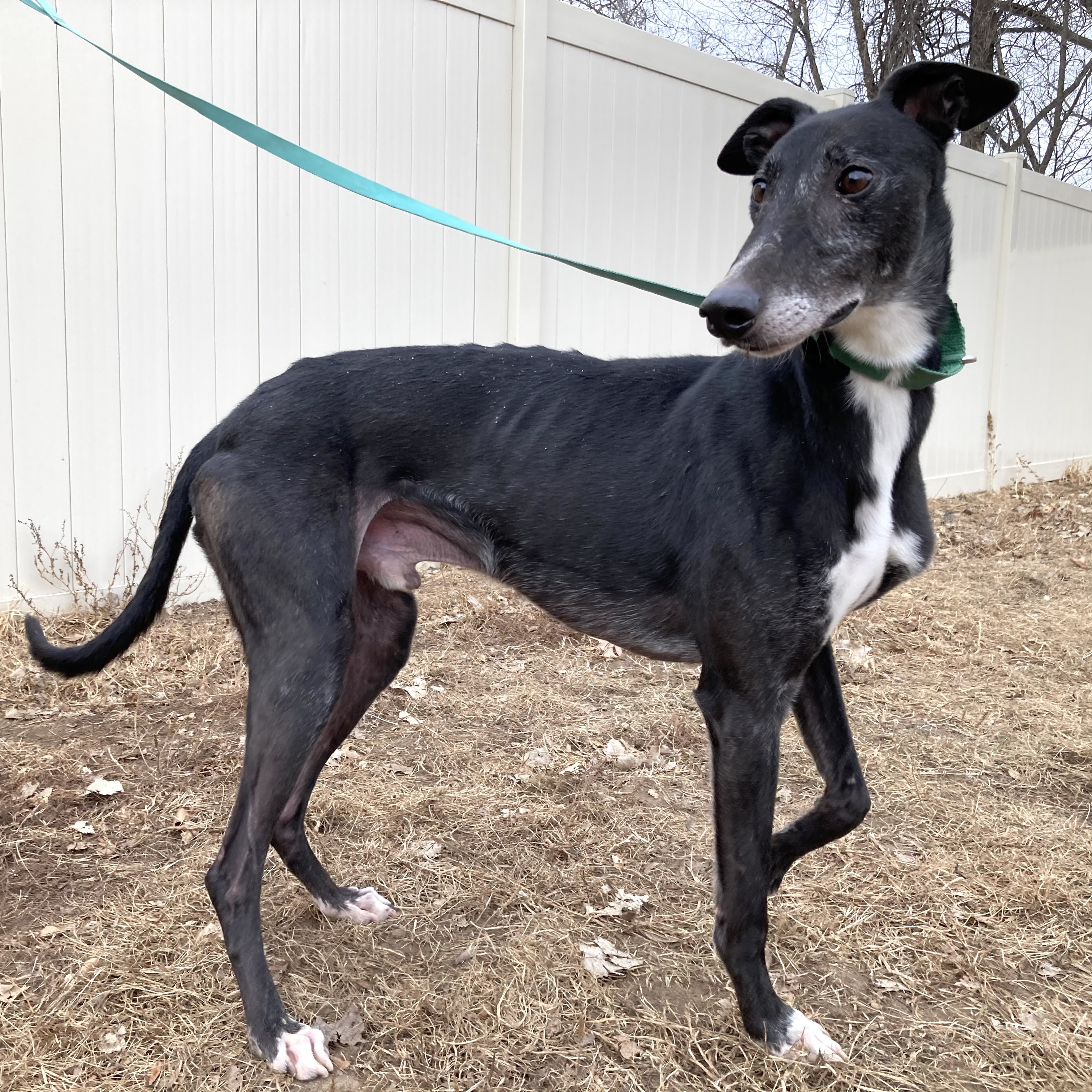 Shadowhawk, an adoptable Greyhound in Inver Grove Heights, MN, 55076 | Photo Image 4