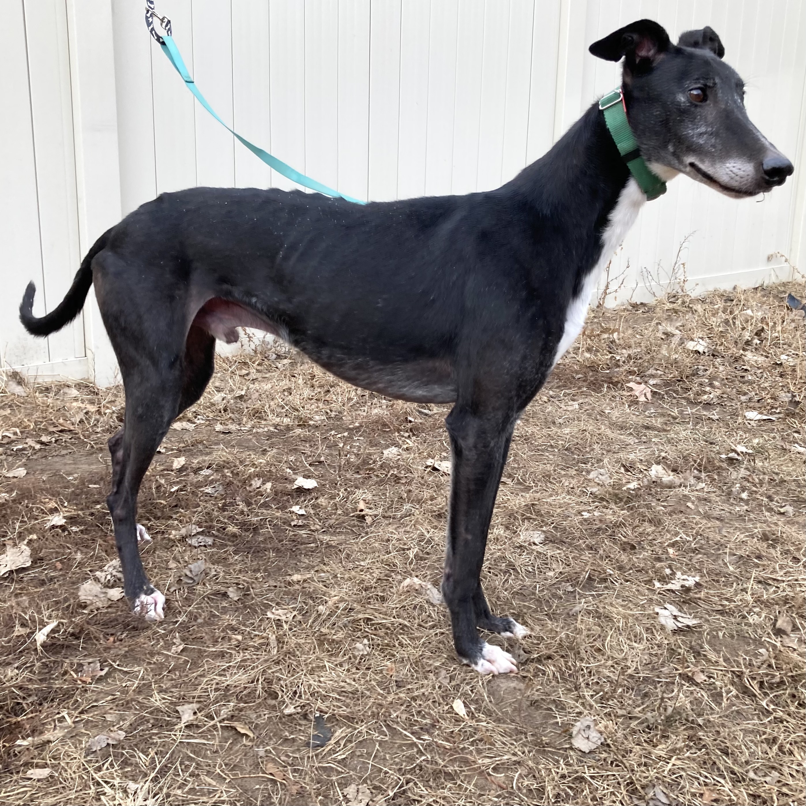 Shadowhawk, an adoptable Greyhound in Inver Grove Heights, MN, 55076 | Photo Image 5