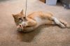 Buddy Has A Maine Coon Personality! photo 2