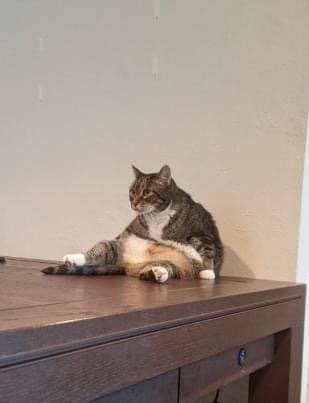 Bootsie, an adoptable Domestic Short Hair, Tabby in Blaine, MN, 55434 | Photo Image 2