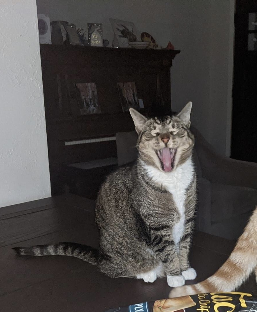 Bootsie, an adoptable Domestic Short Hair, Tabby in Blaine, MN, 55434 | Photo Image 1