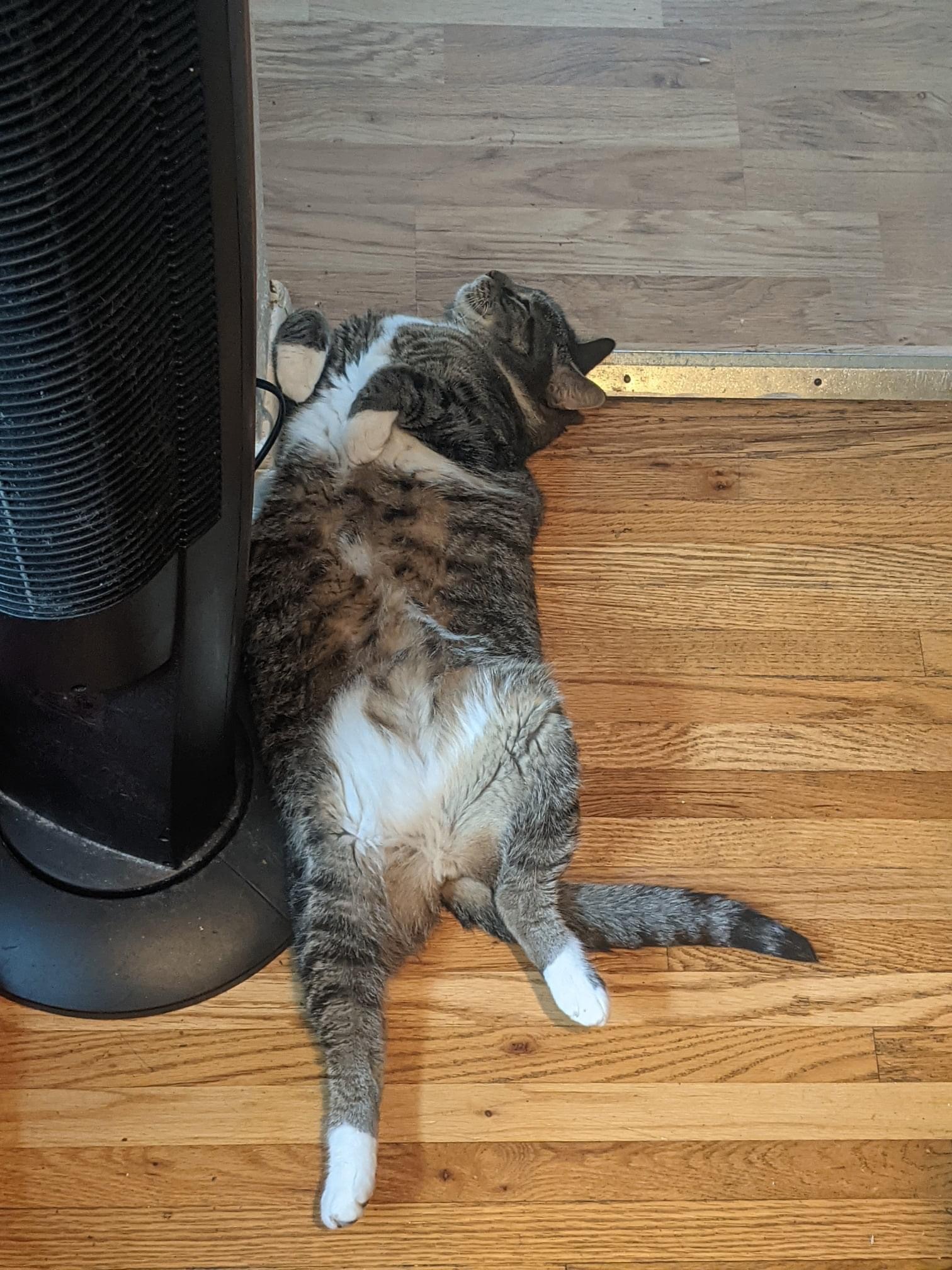 Bootsie, an adoptable Domestic Short Hair, Tabby in Blaine, MN, 55434 | Photo Image 3