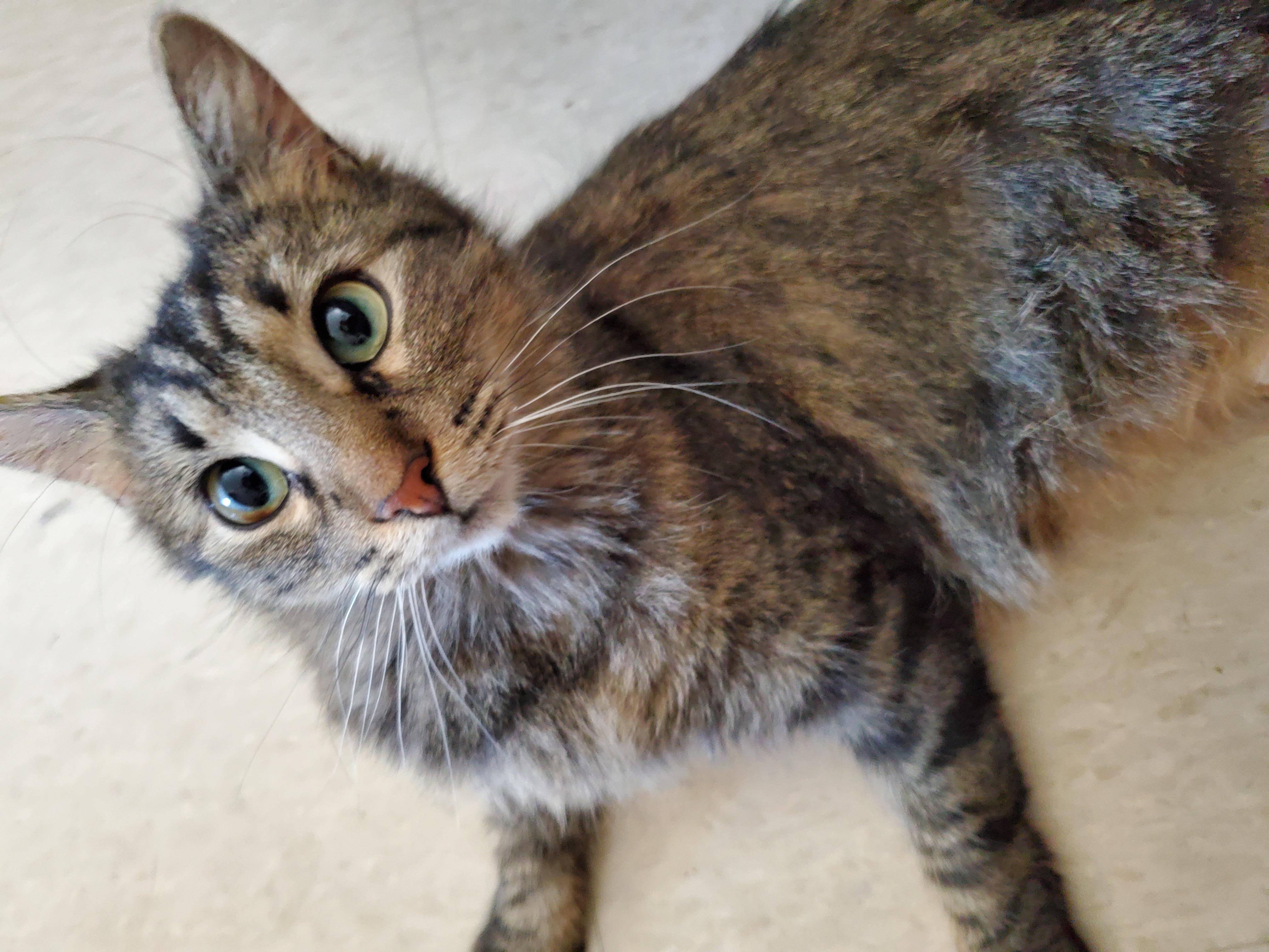 Sassy, an adoptable Domestic Medium Hair in Anoka, MN, 55303 | Photo Image 2