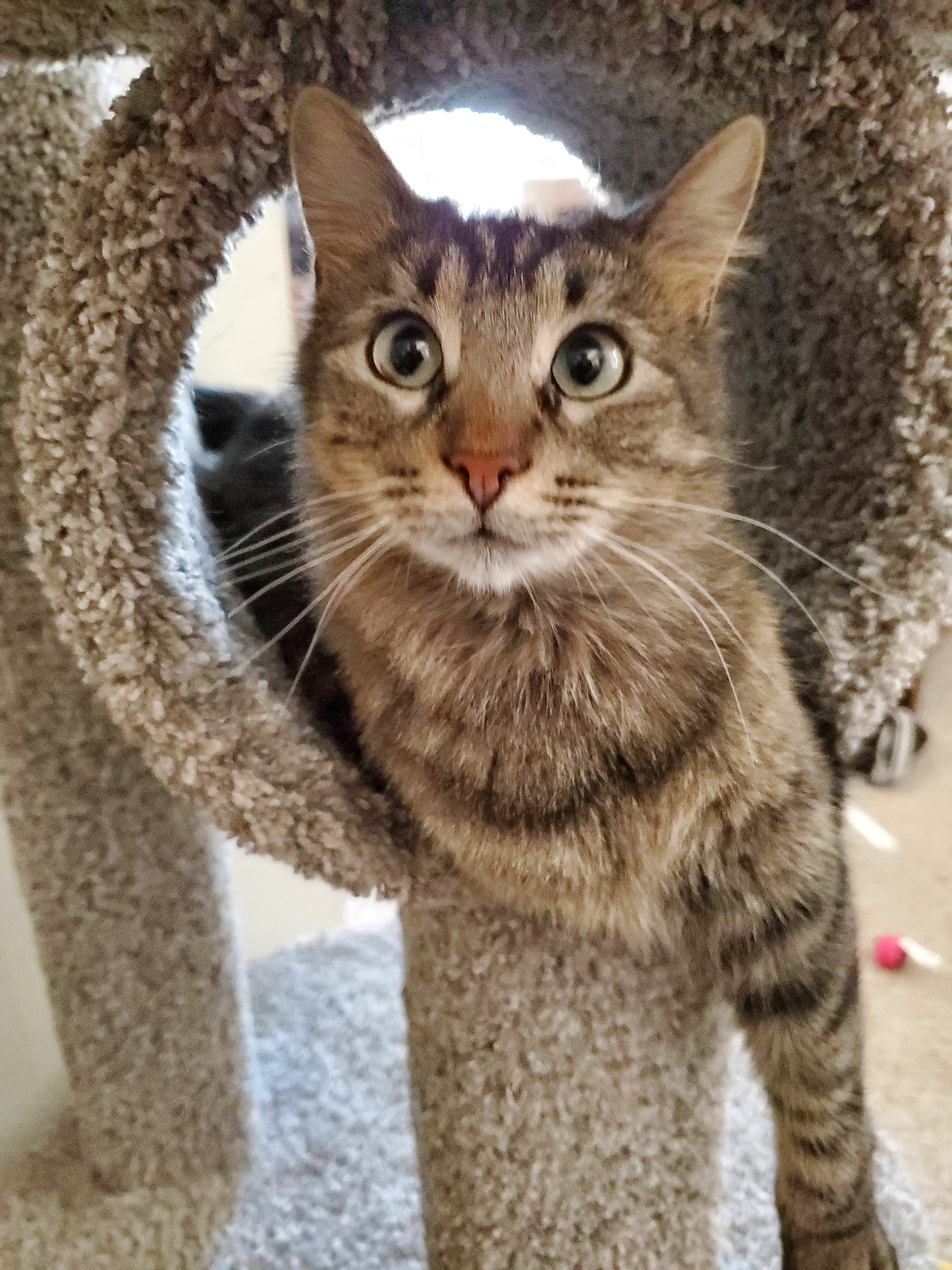 Sassy, an adoptable Domestic Medium Hair in Anoka, MN, 55303 | Photo Image 3