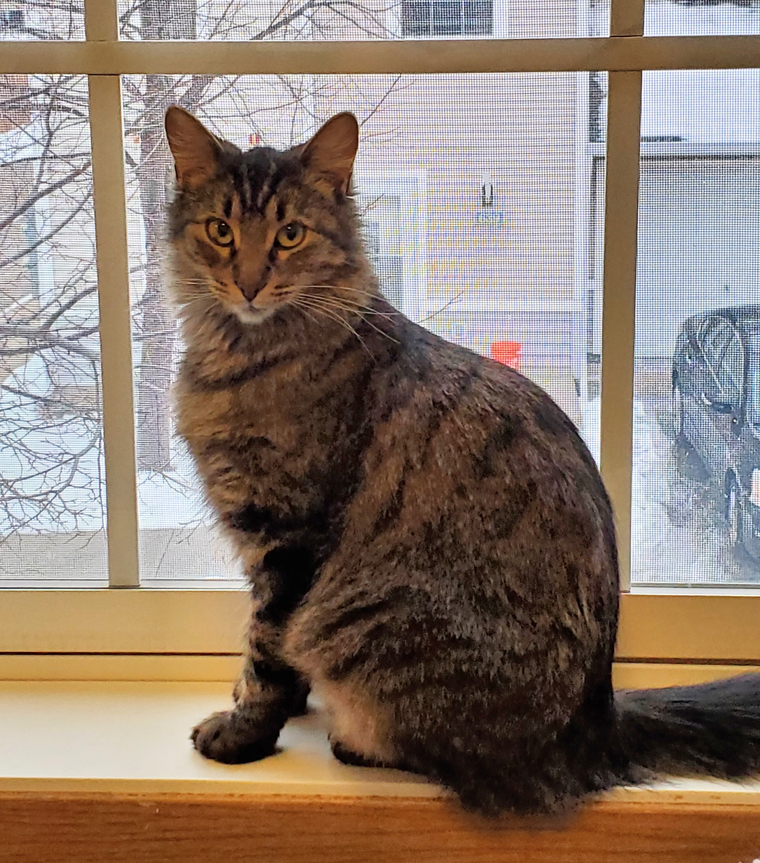 Sassy, an adoptable Domestic Medium Hair in Anoka, MN, 55303 | Photo Image 4