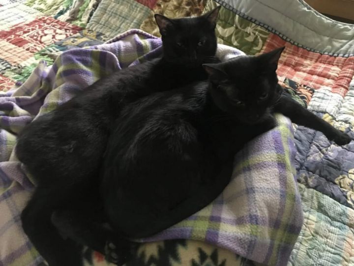 Lola and Isabelle (Bonded Pair) - Pending Adoption 6