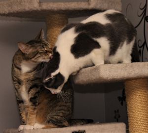 Olive, Coconut, and Jace (Bonded Trio)
