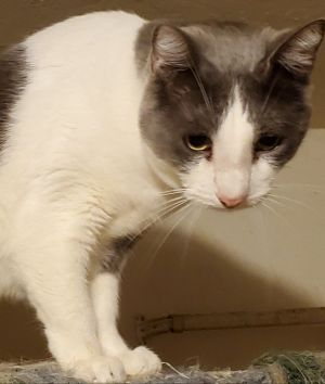 Donny - I am a Talker!, Adult Male unknown