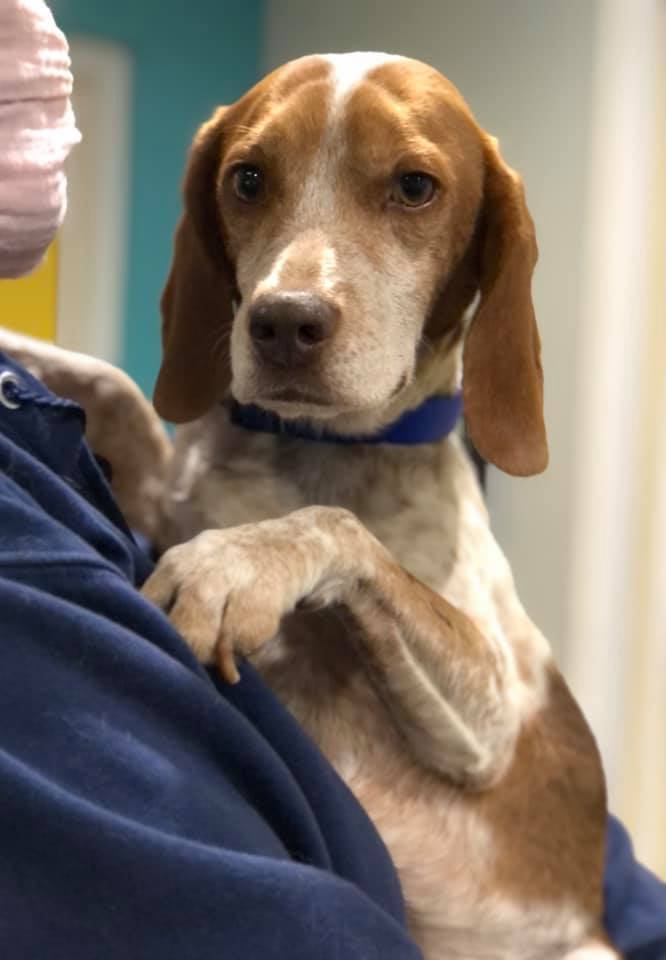 Dog For Adoption Marty A Beagle In Cincinnati Oh Petfinder