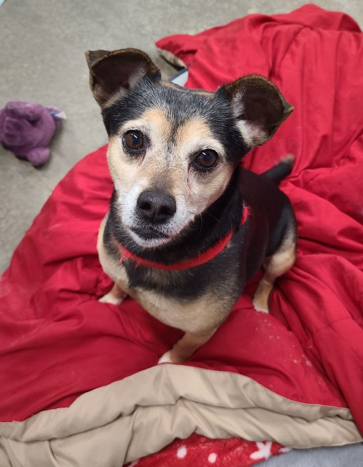 Hemingway, an adoptable Rat Terrier Mix in Lake Odessa, MI