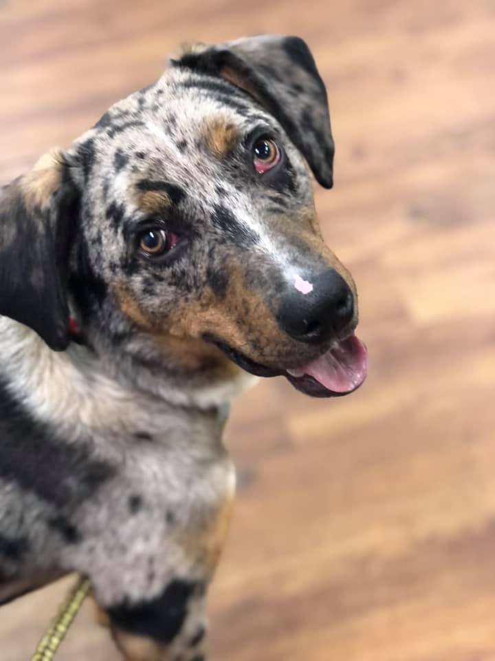 Blu, an adoptable Catahoula Leopard Dog Mix in Lake Odessa, MI