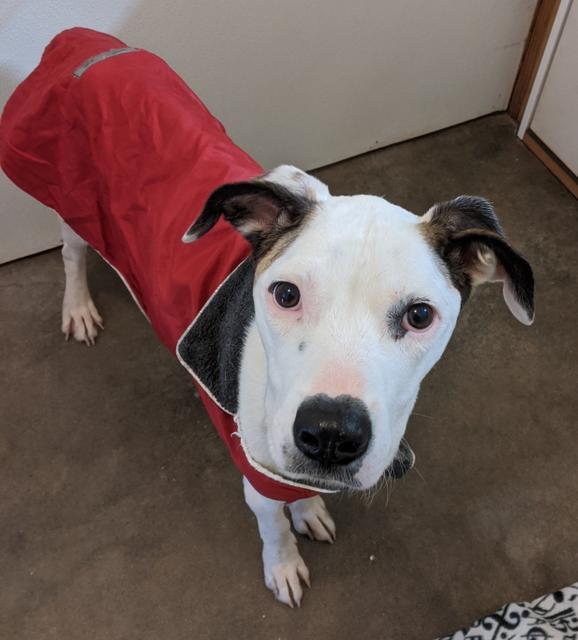 Cassidy, an adoptable Dalmatian in Bella Vista, AR, 72714 | Photo Image 2