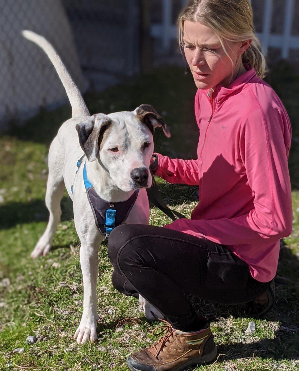 Cassidy, an adoptable Dalmatian in Bella Vista, AR, 72714 | Photo Image 3