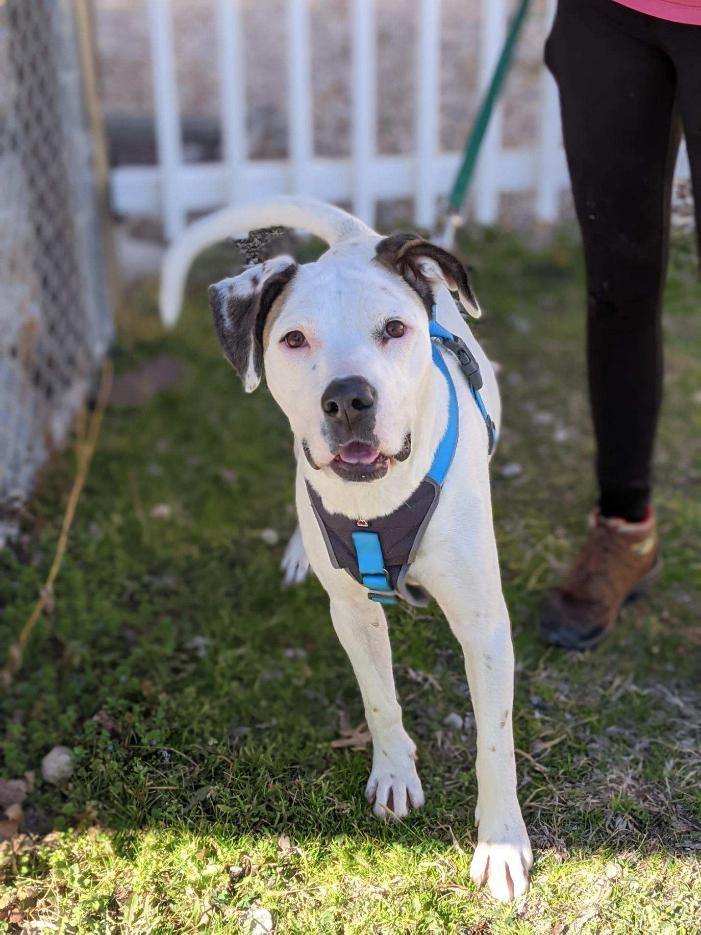 Cassidy, an adoptable Dalmatian in Bella Vista, AR, 72714 | Photo Image 1