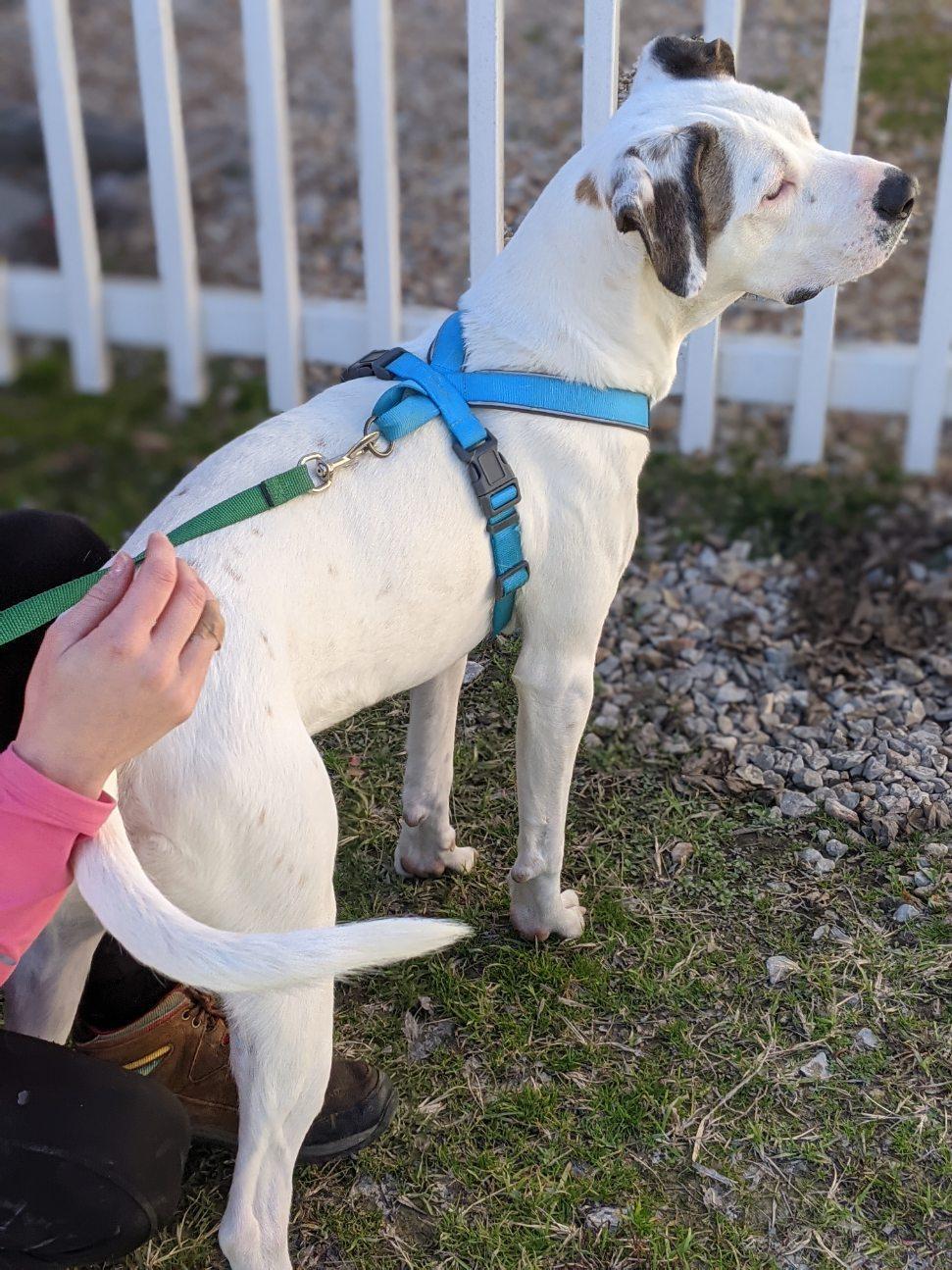 Cassidy, an adoptable Dalmatian in Bella Vista, AR, 72714 | Photo Image 4