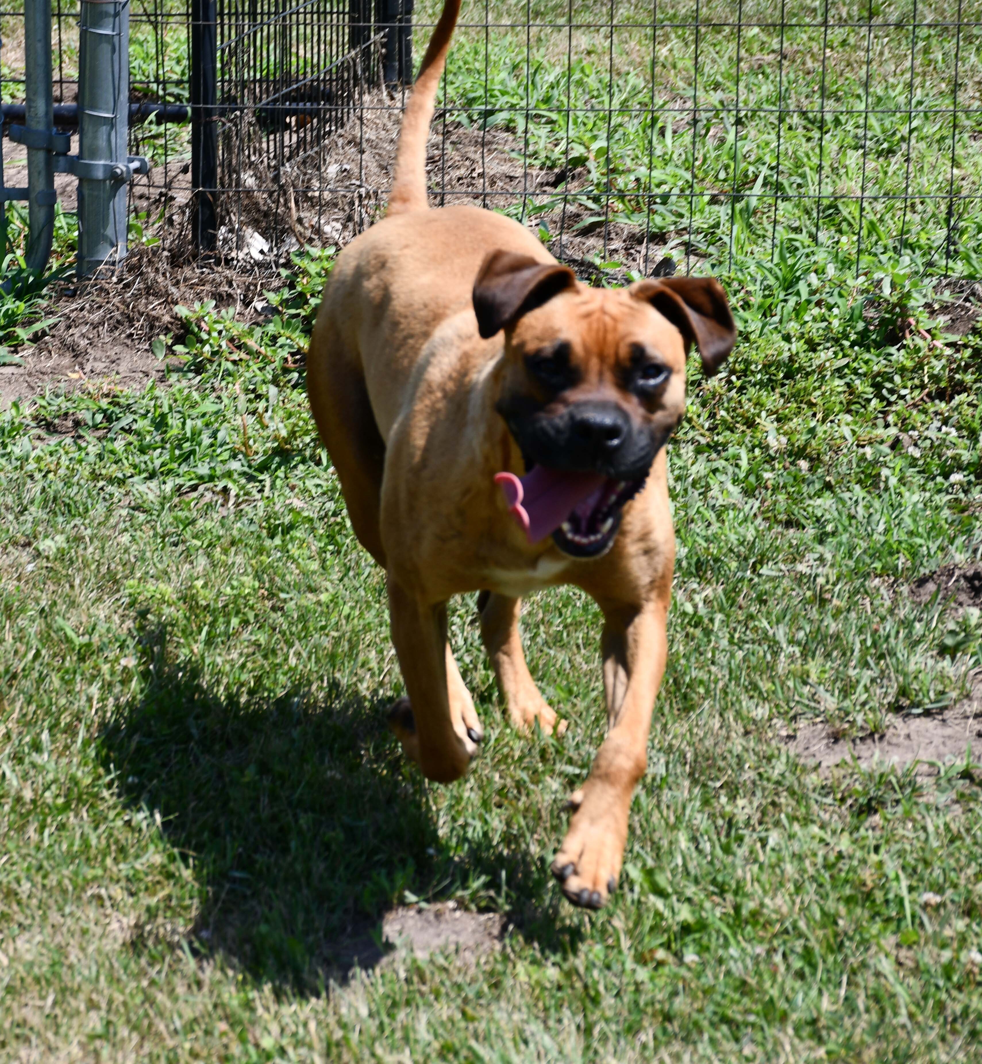Lahti, an adoptable Boxer in Auburn, NE, 68305 | Photo Image 3