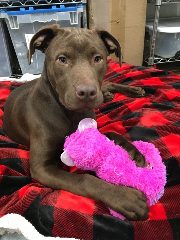 Groot, an adoptable Labrador Retriever Mix in Lake Odessa, MI_image-5